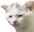 TiredCat
