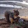 snickerssquirrel snickerssquirrel