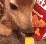 cheezit