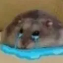 Hampter_cry