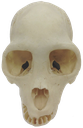 skull_macaque_0 Discord emoji