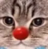 clowncat