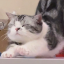 CatStretch Discord emoji