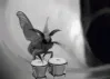 mothbongo