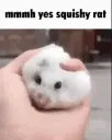 Squisheerat