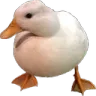 duc