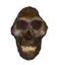 skull Discord emoji