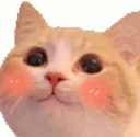 catblush catblush