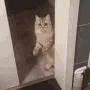 cat_leave
