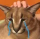flopcri