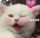 cat_wink cat_wink