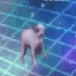 dancepuppy