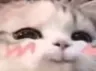cat_hehesmug