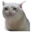 sadge