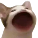 AAAA