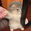 cat_hand