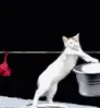 AEMJ_cat_doing_the_laundry AEMJ_cat_doing_the_laundry