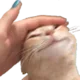 CL_CatPatMeHarderBitch