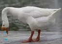 Sad_duck Sad_duck