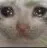 cryingcat