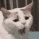 1catyawn_ag