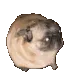 Doggie