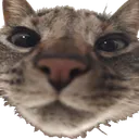 catstare