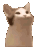 Rguis_PopCat Discord emoji