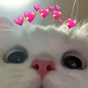 Lovecat lovecat Discord Emoji