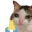 cat_pray