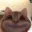 cat_hi