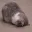 cat_fallover