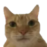 cat_stare