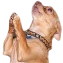 thankdog thankdog