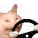 CatSTEER
