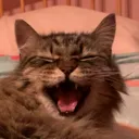 hkaitscat Discord Emoji