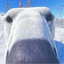 bigsniff