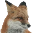 foxangy