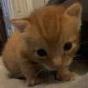 garf garf