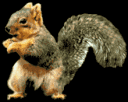squirrelfunnysquirrel Discord Emoji