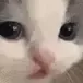 huhCat