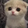 so_sadcat so_sadcat
