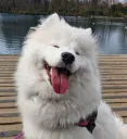 eevee_smil