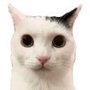 stare stare
