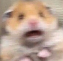 NA_hampter Discord emoji