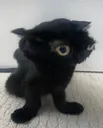 CrackCat CrackCat