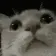 modCheckCat