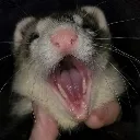PogFerret Discord Emoji