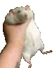 RatShakeL Discord emoji