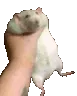 RatShakeL